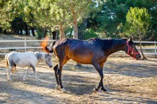 Herdade da Granja Nova - Montargil - 3