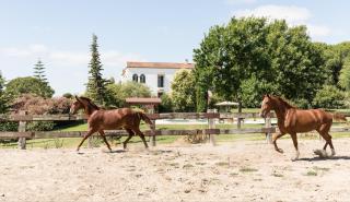 Hacienda las tres niñas - La Puebla del Río - 3