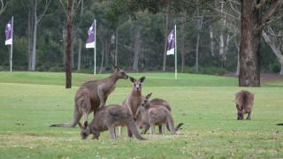 Riverside Oaks Golf Resort - Cattai - 7