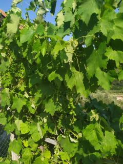 Le Ortensie - Dolceacqua - 8