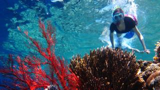 Menjangan Bali Homestay - 1