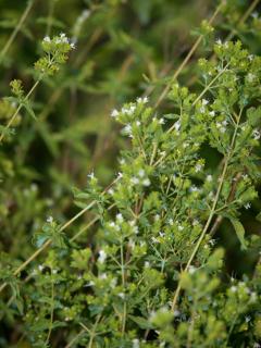 The Garden of Zephyrus - West - 3