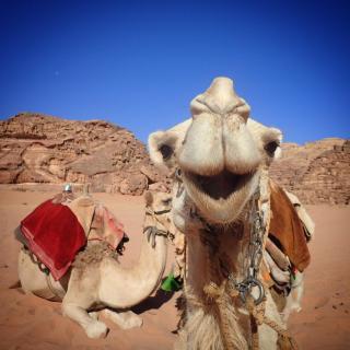 Jordan Tracks Bedouin Camp - 4