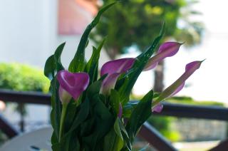 Alexger Beach Front Deluxe house - Nikiti - 2