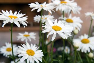 Girasole Villa - 9