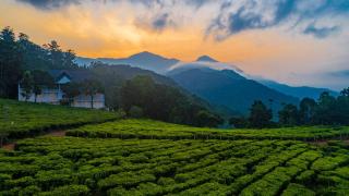 Tea Harvester - Munnar - 8