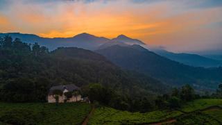 Tea Harvester - Munnar - 2