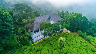 Tea Harvester - Munnar - 7