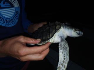 HENDRO'S SURF CAMP Pulau merah - 2