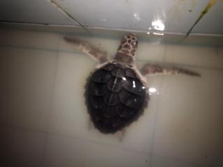 HENDRO'S SURF CAMP Pulau merah - 1