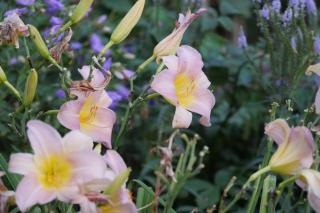 Kleine Villa im wilden Garten - Gummersbach - 6