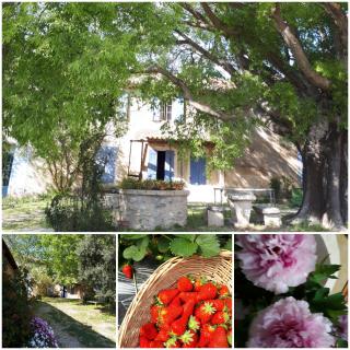 MAS SAINT-JOSEPH - Fontvieille - 6