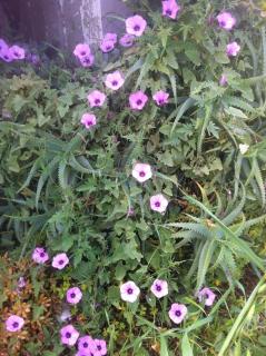 Papadiokampos Maissonete - 3