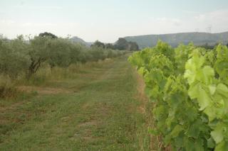 Domaine de Sévanes - Saint-Paul-les-Fonts - 3