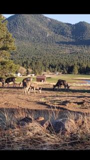 Highlander Motel - Williams - 3