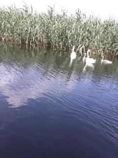 Casa Nelu Pescaru - 6