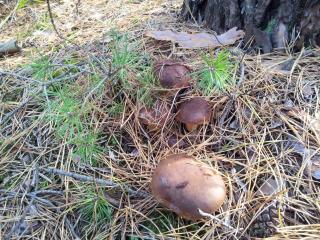 Stawy u Sikory - Dom Rybak - Agroturystyka i łowisko - Nowa Wieś - 8