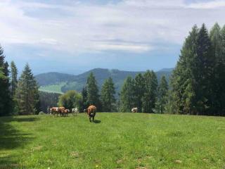 Tschetsch Hütte - Liebenfels - 6
