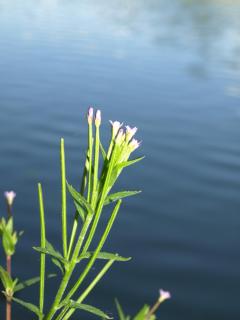 Rosy Garden - Lichtervelde - 2