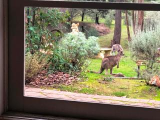 Countryside Retreat romantic tranquil native wildlife township Hepburn - Daylesford - 9