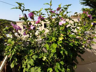 les restanques du sud 2 - Le Lavandou - 6