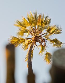 Palmwag Lodge - Palm - 0