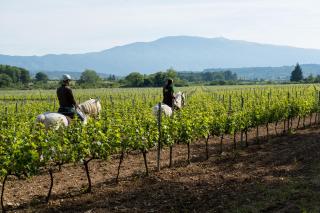 Château La Croix Des Pins - Mazan - 7