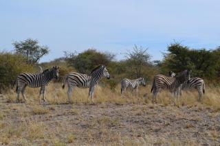Chobe Sunset Chalets - 4