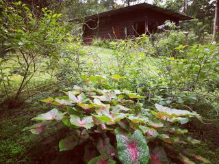 Cecropia Ecolodge - 3