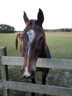 Kokomo Farms - 4