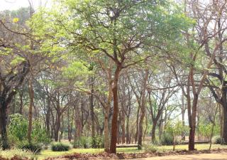 Barefoot Lodge and Safaris - Malawi - 7