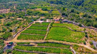 Vineyard Paradise House Pitve - Pitve - 3