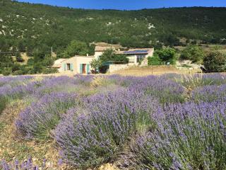 Le Jas du Mont Ventoux - Sault-de-Vaucluse - 6