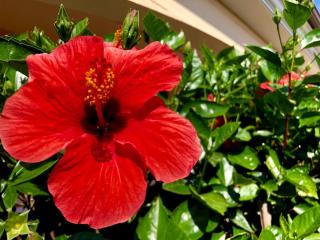 Casa Dolce Hibiscus - Olbia - 4