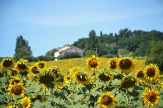 LE PIUME B&B - Cupramontana - 6
