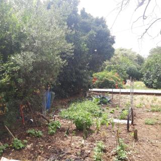 Quiet and beautiful bungalow near to old Jaffa City - Mishmar HaShiv‘a - 1