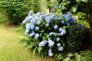 Cliftons Guest House - 5