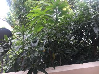 Green Woods - Colombo - 8