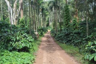 Whistling Woods Farm Stay - Kushālnagar - 9