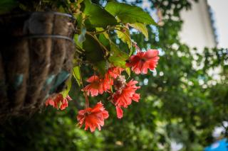 Park Hotel Perla - Golden Sands - 6