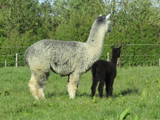 Aan de Waterspiegel - 7