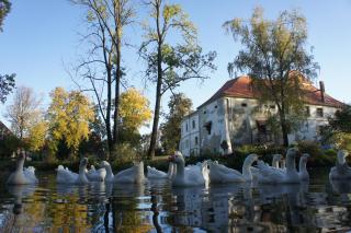 Piotrowice Nyskie Palace - Otmuchów - 0