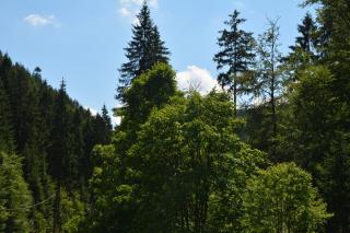 Gasthof Thomas Müntzer - Steinheid - 5