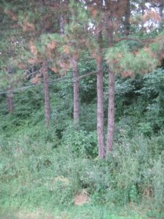 Cosy Cottage on Avala Mountain - 4