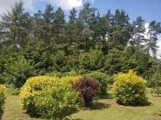 Domek pod brzozą - Mrągowo - 7