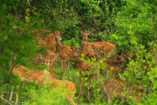 The Nest Inn Resort - 6