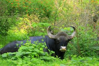 The Nest Inn Resort - 4