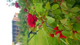 Rose Hotel B&B - Patara - 2