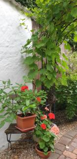 Gartenblick Delitzsch - Delitzsch - 3