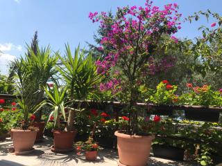 Villa Sandra Lagadin - Ohrid - 9